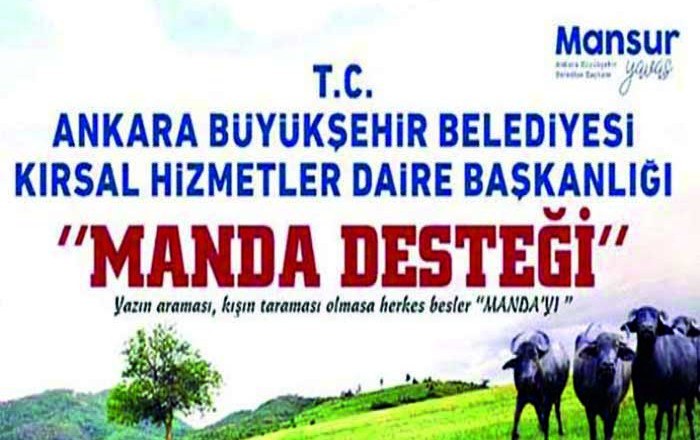 Büyükşehir'den yeni kırsal kalkınma hamlesi : Manda desteği başlıyor.